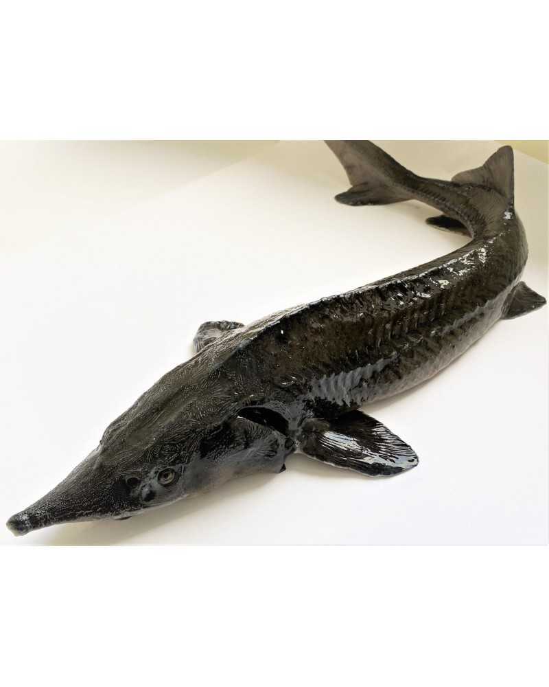 Tuura filee, Itaalia kasvandus