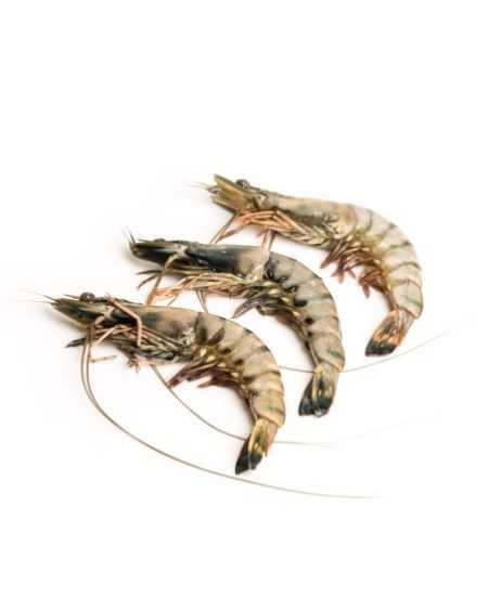 Tiigerkrevetid terved, 16/20 HOSO, 1kg bruto, 750g neto