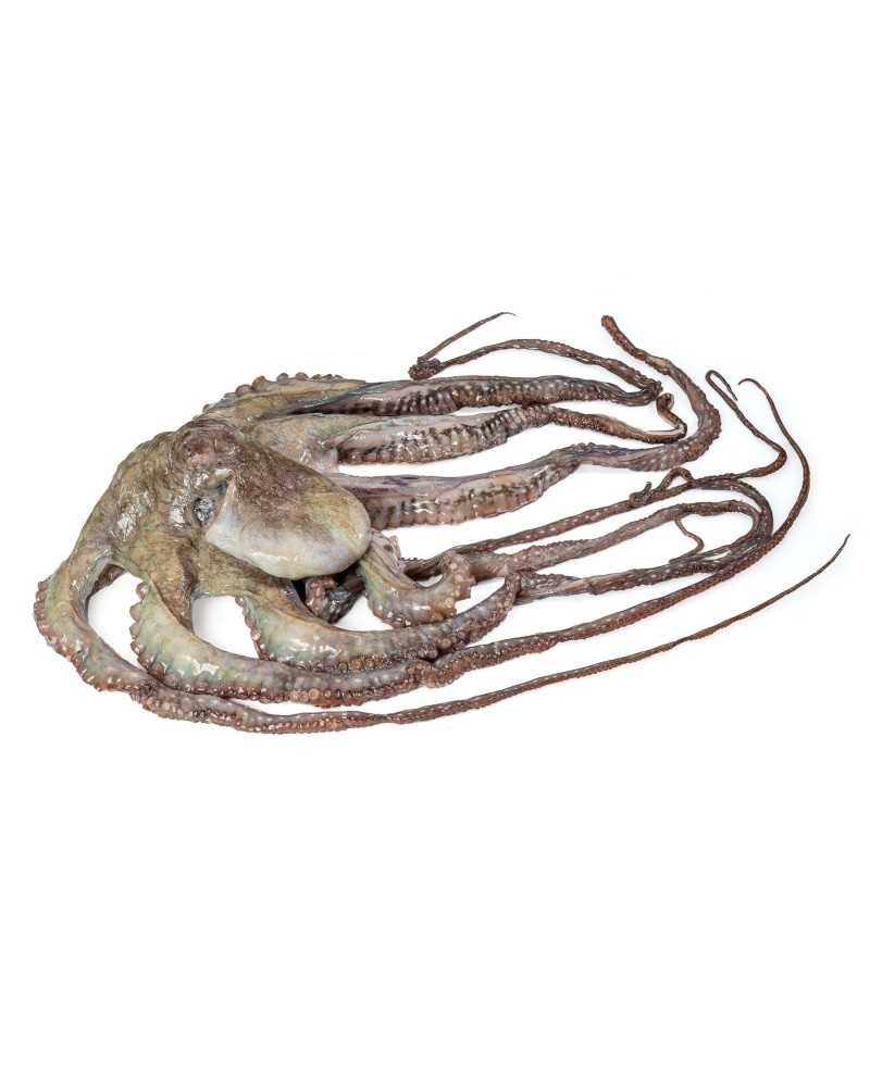 Terve kaheksajalg, külmutatud