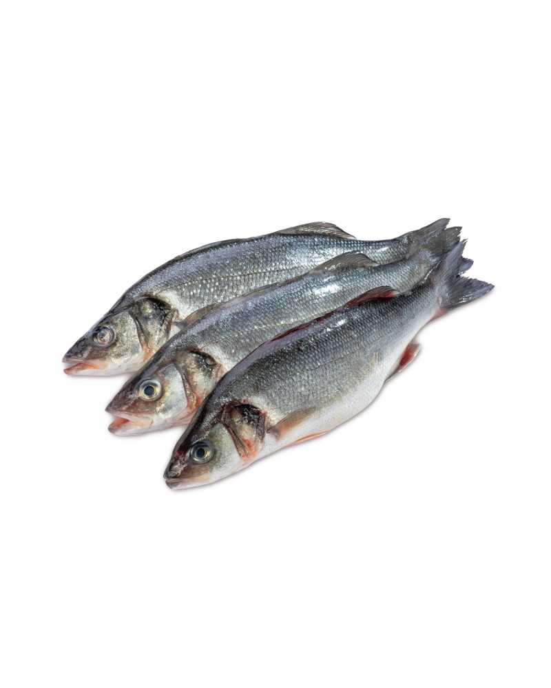 Huntahven, terve kala