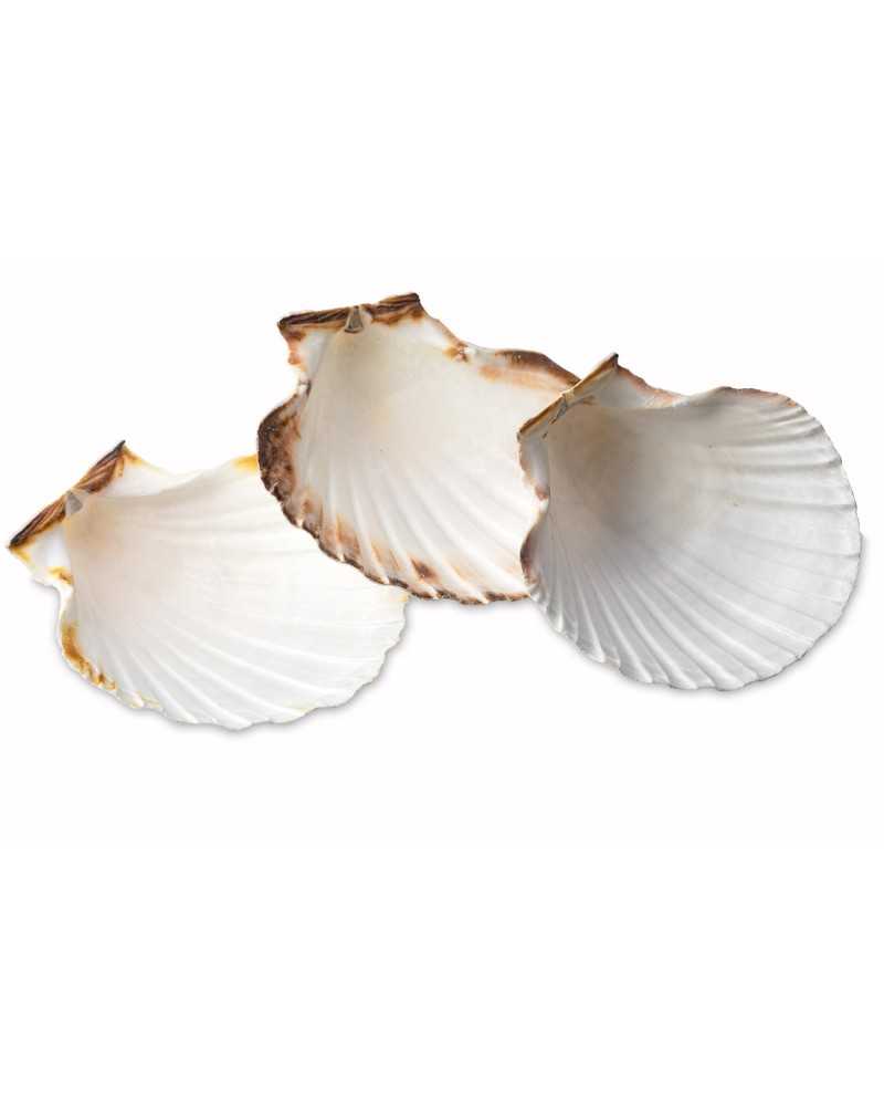 Kammkarbi karp Kammkarbi karp